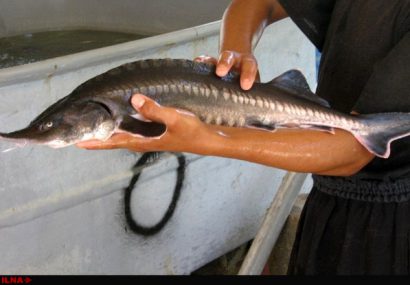 مازندران رتبه نخست تولید ماهیان خاویاری در کشور/صید دو هزار و ۱۷۷ کیلوگرم ماهیان خاویاری