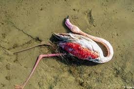 پدیده اختناق علت مرگ بیش از ۵۰ هزار قطعه پرنده مهاجر در تالاب میانکاله
