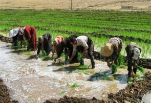 سنگ‌اندازی مافیای واردات برای افزایش کشت برنج در کشور