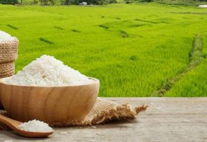 زنگ خطر تغییر کاربری ها با عدم ثبات قیمت برنج