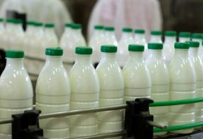 صادرات شیرخشک، فراورده‌های لبنی و دام زنده آزاد شد/قیمت شیر خام 6400
