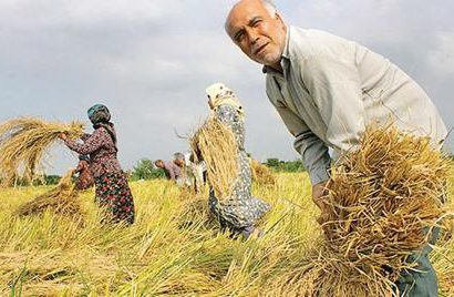 افزایش سرسام‌آور هزینه‌های تولیدبرنج عامل گرانی/برنج ایرانی 45 هزار تومان