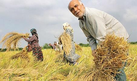 دولت از بخش خصوصی حمایت کند/ تعویق ۸ ماهه مطالبات واردکنندگان برنج