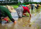 بانک کشاورزی سود های هنگفت از کشاورزان دریافت میکند/هزینه تولید هر کیلو برنج 42 هزار تومان