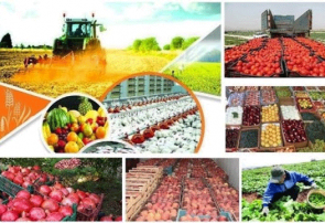 قیمت خرید تضمینی ۴۷ محصول کشاورزی اعلام شد + جدول