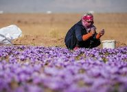 عطر و طعم بیهمتای زعفران ایرانی زبانزد جهانیان است عطر و طعم بیهمتای زعفران ایرانی زبانزد جهانیان است