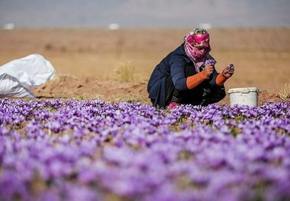 سهم ایران از بازار جهانی زعفران کاهش می یابد/در اروپای شرقی 5 هزار هکتار کشت زعفران می شود