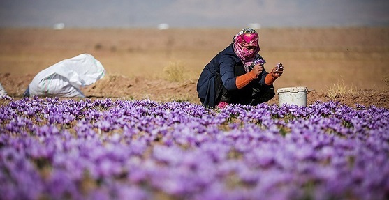 عطر و طعم بیهمتای زعفران ایرانی زبانزد جهانیان است عطر و طعم بیهمتای زعفران ایرانی زبانزد جهانیان است