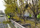 عملیات هرس زمستانه درختان بزرگراه ها و معابر منطقه۲ تهران کلید خورد