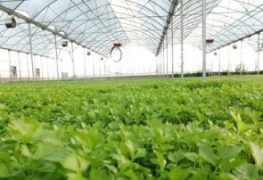 احداث گلخانه سبزی و صیفی با حمایت 80 میلیاردی بانک کشاورزی