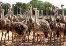 تولید چشمگیر بزرگترین پرنده دنیا در گیلان