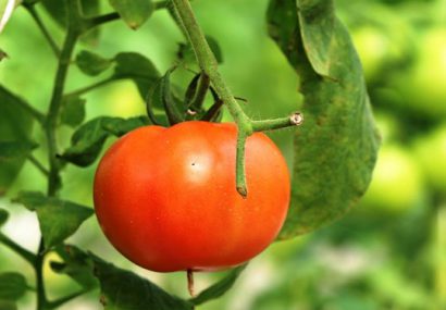 دو بذر هیبرید گوجه فرنگی و طالبی تجاری سازی شد