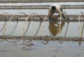 در تب وتاب افزایش قیمت ها/برنج مازندران در سودای برندسازیها می سوزد