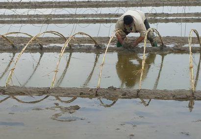 در تب وتاب افزایش قیمت ها/برنج مازندران در سودای برندسازیها می سوزد