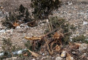 قابل توجه استاندار مازندران/تخریب گسترده درختان کمیاب در چهاردانگه
