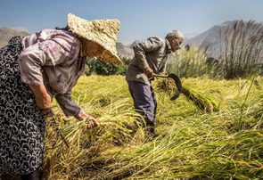 انتقال قانون انتزاع به وزارت جهاد کشاورزی تحولی بزرگ در ساماندهی بازار