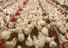 مرغداران نیاز به نقدینگی دارند/ 3 پیشنهاد برای تأمین مالی تولید‌کنندگان‌ مرغ‌
