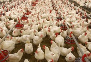 مرغداران نیاز به نقدینگی دارند/ 3 پیشنهاد برای تأمین مالی تولید‌کنندگان‌ مرغ‌