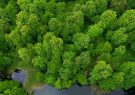 قاچاق خاک ار دل جنگل های ساری/چرا برخی می‌توانند از منابع طبیعی سو استفاده کنند