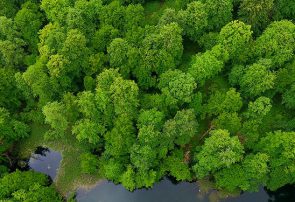 قاچاق خاک ار دل جنگل های ساری/چرا برخی می‌توانند از منابع طبیعی سو استفاده کنند