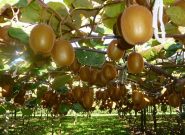 ۱۹۴ هزار میلیارد ریال کیوی از باغهای گیلان برداشت شد ۱۹۴ هزار میلیارد ریال کیوی از باغهای گیلان برداشت شد