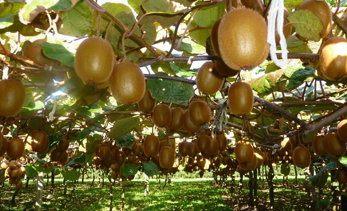 ۱۹۴ هزار میلیارد ریال کیوی از باغهای گیلان برداشت شد ۱۹۴ هزار میلیارد ریال کیوی از باغهای گیلان برداشت شد
