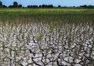 بحران آب ۱۰ هزار هکتار از شالیزارهای مازندران را نابود خواهد کرد