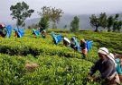 توقف خرید چای ایران از سریلانکا