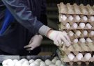 عرضه تخم‌مرغ در بازار پایین‌تر از نرخ مصوب