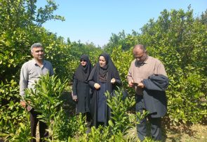 برگزاری کلاس های آموزشی برای مبارزه با مگس مدیترانه ای/ مقابله همگانی لازم است