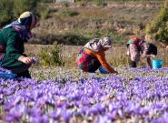 هرماه ۱۰ تن زعفران به خارج قاچاق می‌شود/صادرات ۲۰۰ تن زعفران به ۶۷ کشور
