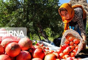 خرما، انجیر و انار فارس روی چرخ صادرات؛ از راه‌اندازی میزملی تا برگزاری نمایشگاه