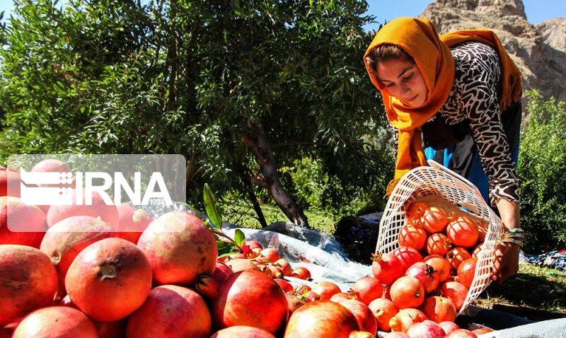 خرما، انجیر و انار فارس روی چرخ صادرات؛ از راه‌اندازی میزملی تا برگزاری نمایشگاه