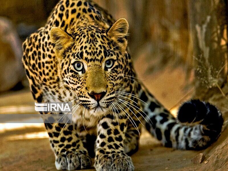 حمله پلنگ به یک جوان رامسری در جنگل
