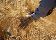 زمزمه‌های گرانی نان دوباره جان گرفت/ چه کسانی باعث گرانی جو شدند؟