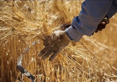 زمزمه‌های گرانی نان دوباره جان گرفت/ چه کسانی باعث گرانی جو شدند؟