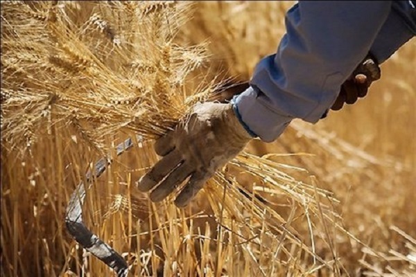 زمزمه‌های گرانی نان دوباره جان گرفت/ چه کسانی باعث گرانی جو شدند؟