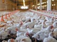 افزایش یک میلیون قطعه‌ای جوجه‌ریزی استان تهران با احیای ۲۹ مرغداری