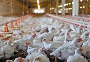افزایش یک میلیون قطعه‌ای جوجه‌ریزی استان تهران با احیای ۲۹ مرغداری