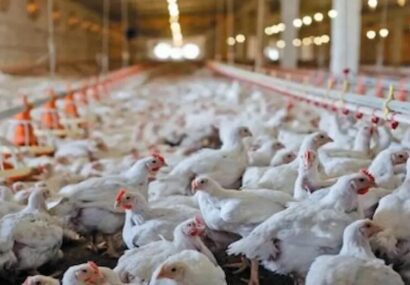 افزایش یک میلیون قطعه‌ای جوجه‌ریزی استان تهران با احیای ۲۹ مرغداری