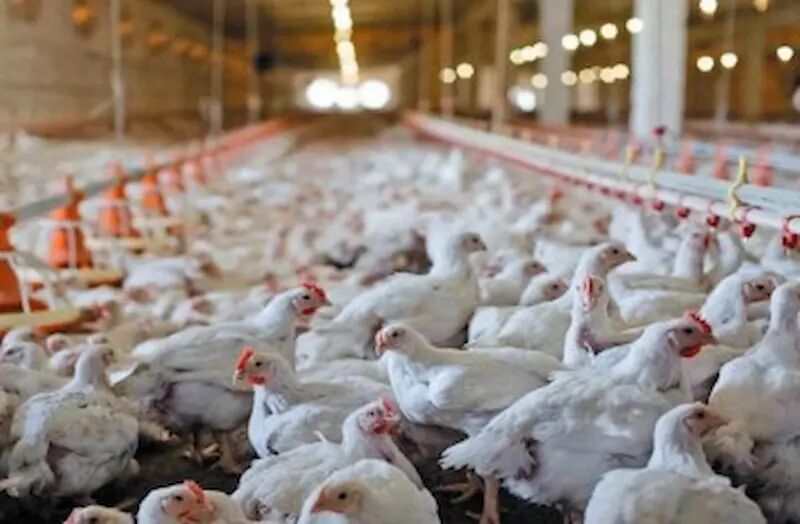 افزایش یک میلیون قطعه‌ای جوجه‌ریزی استان تهران با احیای ۲۹ مرغداری