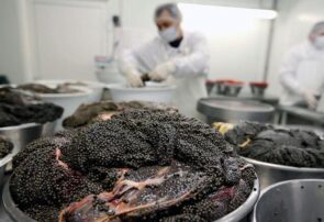 حرکت شیلات گیلان به سوی اقتصاد دریامحور / خاویار، پیشران اقتصاد دریاپایه حرکت شیلات گیلان به سوی اقتصاد دریامحور / خاویار، پیشران اقتصاد دریاپایه