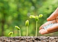 کودهای نانویی چگونه ضامن امنیت غذایی جهان هستند