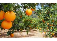 تولید پرتقال در قائمشهر به اوج می‌رسد/ نگاهی به ظرفیت‌ها و چالش‌ها