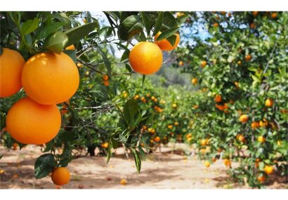 تولید پرتقال در قائمشهر به اوج می‌رسد/ نگاهی به ظرفیت‌ها و چالش‌ها