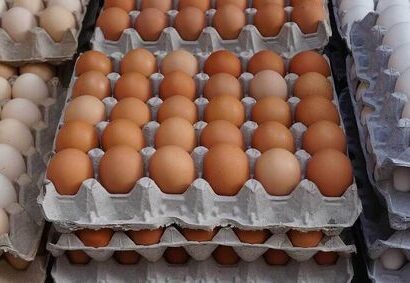 تخم مرغ فله ۲۵۰ تا ۲۷۰ هزارتومان/آینده بازار تخم مرغ چه می شود تخم مرغ فله ۲۵۰ تا ۲۷۰ هزارتومان/آینده بازار تخم مرغ چه می شود