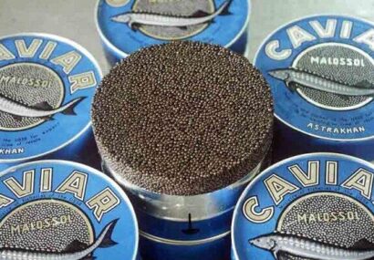 صادرات ۳.۵ تن خاویار در نیمه اول ۱۴۰۴؛ بیشترین متقاضی در کشورهای عربی