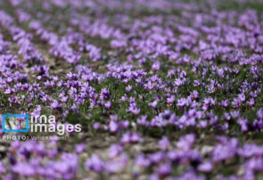 رفع موانع صادراتی؛ تنها درخواست صادرکنندگان زعفران؛ فقط ۳۰ درصد صادرات رسمی است رفع موانع صادراتی؛ تنها درخواست صادرکنندگان زعفران؛ فقط ۳۰ درصد صادرات رسمی است