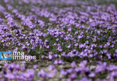 رفع موانع صادراتی؛ تنها درخواست صادرکنندگان زعفران؛ فقط ۳۰ درصد صادرات رسمی است رفع موانع صادراتی؛ تنها درخواست صادرکنندگان زعفران؛ فقط ۳۰ درصد صادرات رسمی است