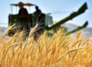 تولیدگندم برای اولین بار از ۸۰۰ میلیون تن فراتر می رود تولیدگندم برای اولین بار از ۸۰۰ میلیون تن فراتر می رود